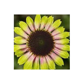Echinacea purpurea Prairie Blaze™ Vintage Lime (třapatka nachová)