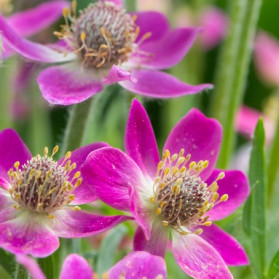 Anemone multifida Red (sasanka)