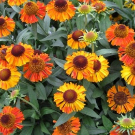 Helenium autumnale Short'n 'Sassy (záplevák podzimní)