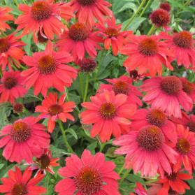 Echinacea Sombrero Salsa Red (třapatka)