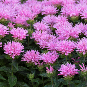 Monarda SUGAR BUZZ Pink Frosting (zavinutka)