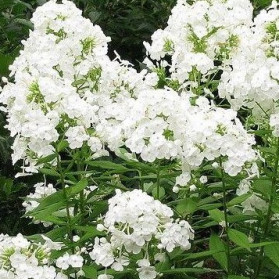 Phlox paniculata Rembrandt (plamenka)
