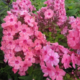 Phlox paniculata Windsor (plamenka)