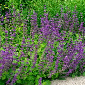 Salvia verticillata Purple Rain (šalvěj přeslenitá)