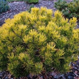 Pinus mugo Wintergold (borovice kleč)