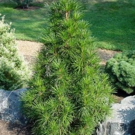 Sciadopitys verticillata (pajehličník přeslenitý)