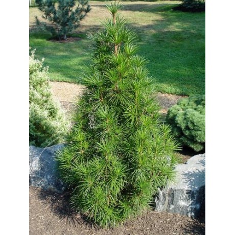 Sciadopitys verticillata (pajehličník přeslenitý)