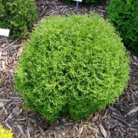 Thuja occidentalis Tiny Tim (zerav západní)