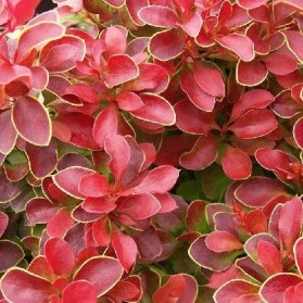 Berberis thunbergii Admiration (dřišťál thunbergův)