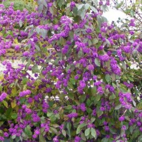 Callicarpa bodinieri Profusion (krásnoplodka)
