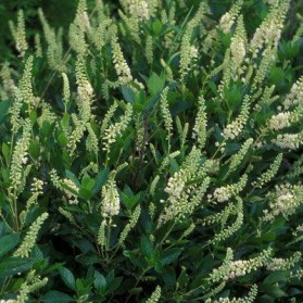Clethra alnifolia Hummingbird (jochovec olšolistý)