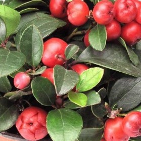 Gaultheria procumbens Big Berry (libavka)