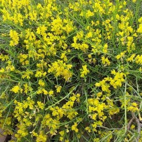 Genista lydia (kručinka)