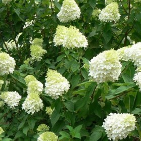 Hydrangea paniculata Lime Light (hortenzie latnatá)