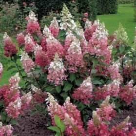 Hydrangea paniculata Wim's Red (hortenzie latnatá)