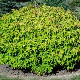 Liquidambar styraciflua Gumball (ambroň západní)