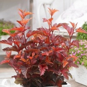 Physocarpus opulifolius Little Angel (tavola kalinolistá)