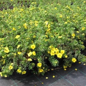 Potentilla fruticosa Goldteppich (mochna křovitá)