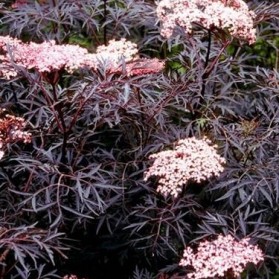 Sambucus nigra Black Lace (bez černý)