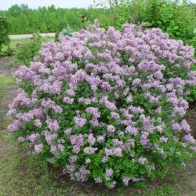 Syringa patula Miss Kim (šeřík)