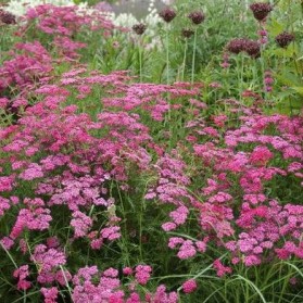 Achillea millefolium Cerise Queen (řebříček obecný)