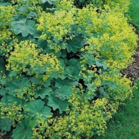 Alchemilla mollis Thriller (kontryhel měkký)