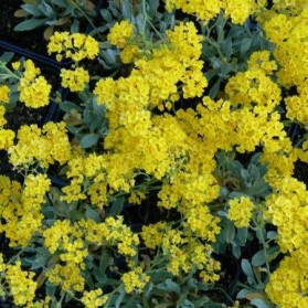 Alyssum saxatile Goldkugel (tařice skalní)