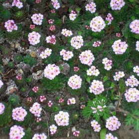 Androsace sempervivoides (pochybek)