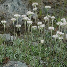 Antennaria dioica Alba (kociánek dvoudomý)