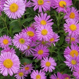 Aster alpinus Happy End (hvězdnice alpská)