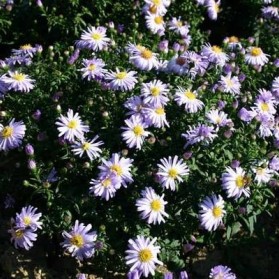 Aster dumosus Blauer Zwerg (hvězdnice)