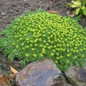 Azorella trifurcata Minima (azorela trojdílná)