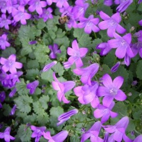 Campanula portenschlagiana (zvonek dalmatský)