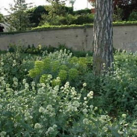 Centranthus ruber Albus (mavuň červená)