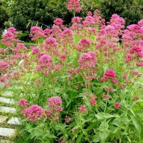 Centranthus ruber Coccineus (mavuň červená)