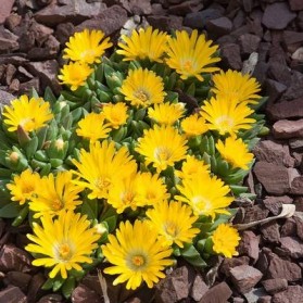 Delosperma basuticum Gold Nugget (kosmatec)