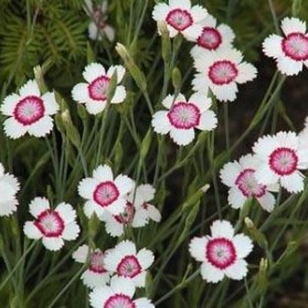 Dianthus deltoides Arctic Fire (hvozdík kropenatý)