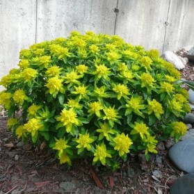 Euphorbia polychroma (pryšec mnohobarvý)