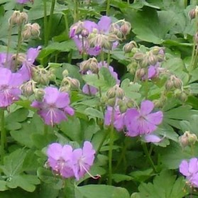 Geranium x cantabrigiense Karmina (kakost)