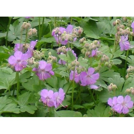 Geranium x cantabrigiense Karmina (kakost)