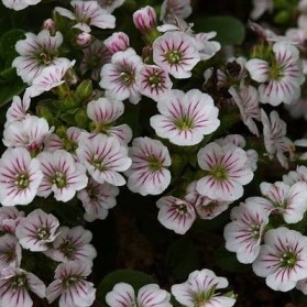 Gypsophila cerastioides (šater plazivý)