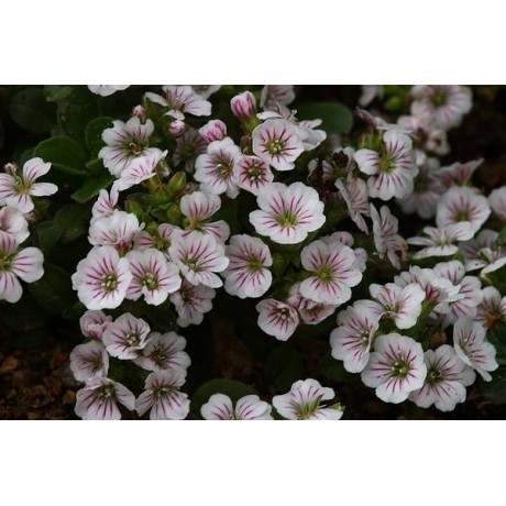 Gypsophila cerastioides (šater plazivý)