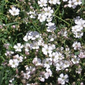 Gypsophila repens (šater plazivý)