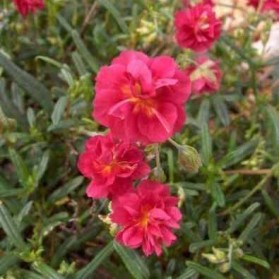 Helianthemum Cerise Queen (devaterník)