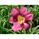 Hemerocallis Chicago Royal Robe (denivka)