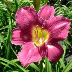 Hemerocallis Chicago Royal Robe (denivka)