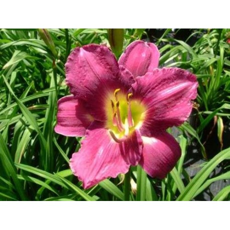 Hemerocallis Chicago Royal Robe (denivka)