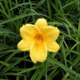 Hemerocallis Mini Stella (denivka)