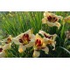Hemerocallis Moonlit Masquerade (denivka)