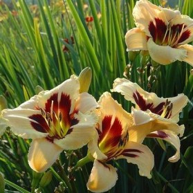 Hemerocallis Moonlit Masquerade (denivka)